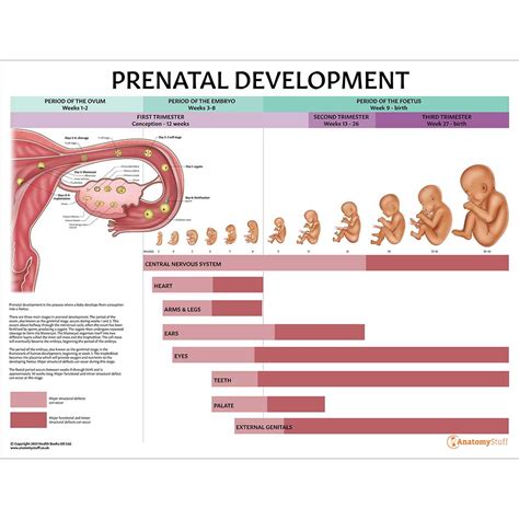 Breast Growth: Size, Symmetry, Development & Changes